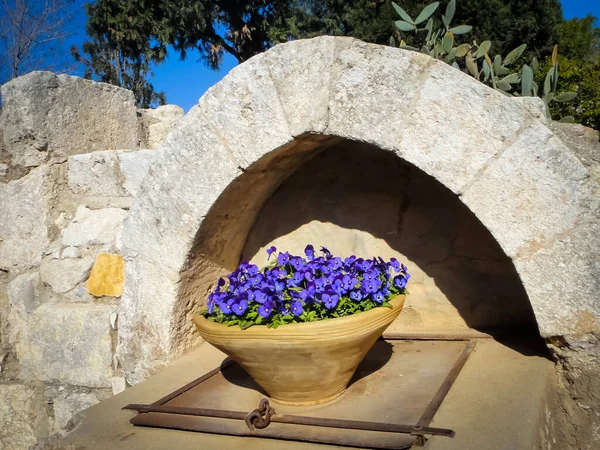 Όμορφο Φυτικό Βάζο Μοβ Λουλούδια Στο Όρος Tabor Ισραήλ Καταπληκτικό — Φωτογραφία Αρχείου