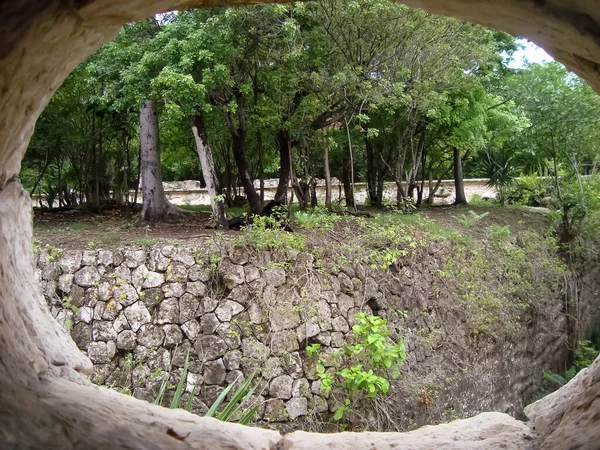 Widok Ściany Kamieni Tropikalnej Dżungli Koryta Eliptycznego Otworu — Zdjęcie stockowe