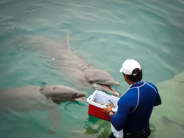 Zwei Delfine Erhalten Futter Fische Isla Mujeres Mexiko Tierpfleger Gibt lizenzfreie Stockbilder