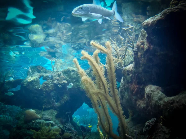 Vackert Akvarium Quintana Roo Mexiko — Stockfoto