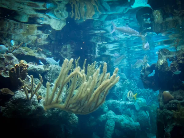 Beautiful Aquarium Veracruz México —  Fotos de Stock
