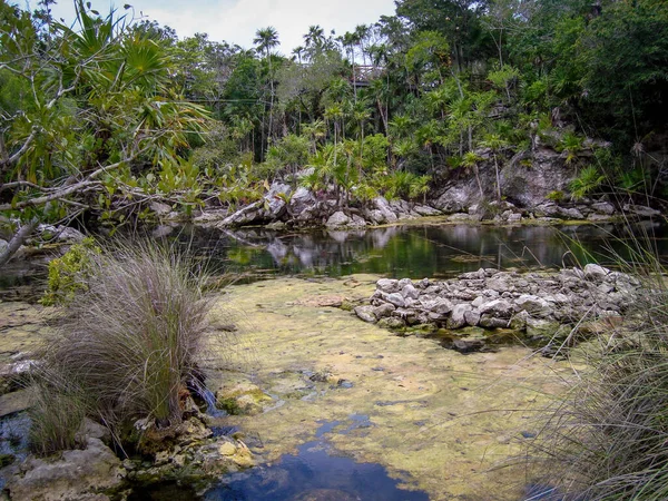Beau Paysage Dans Rivière Yucatan Quintana Roo Mexique — Photo