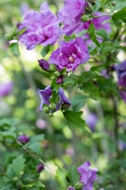 Bahçedeki - Hibiscus syriacus lavanta şifon Mor çiçekler açan bir hibiscus çalı