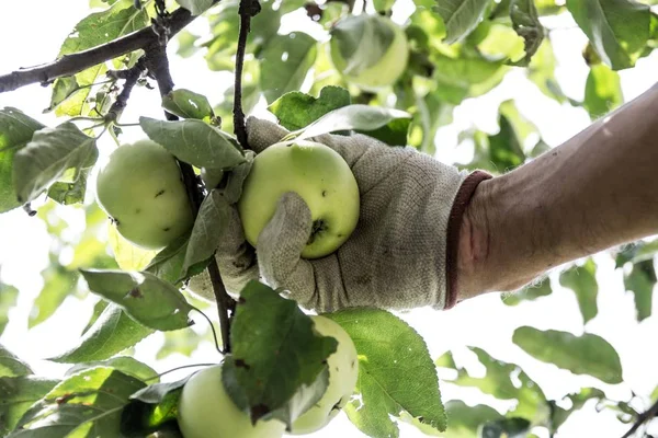 采摘果园的手摘苹果 — 图库照片