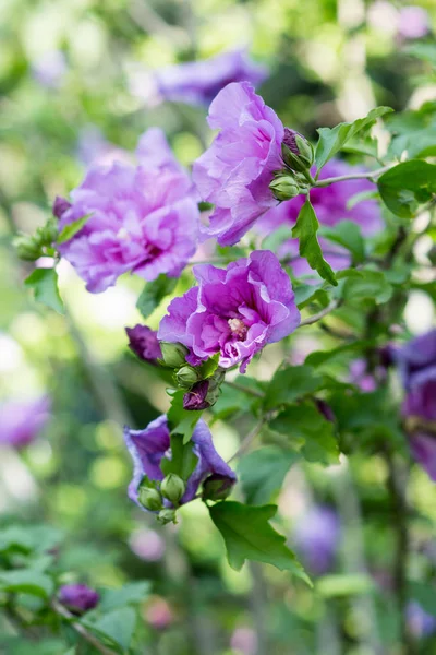 Hibiskus Krzak Kwitnące Fioletowe Kwiaty Ogrodzie Hibiscus Syriacus Szyfonu Lawendy — Zdjęcie stockowe