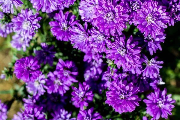 Aster New Belgium Called Henry Purple Autumn Flowers Aster Novi — Stock Photo, Image