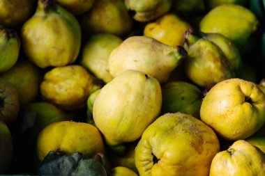 Olgun ayva sonbaharda hasat sonra meyvesi