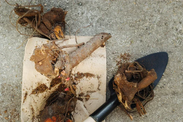 peonies çıplak kökleri - bölünme, süreçte ve Bahçe sonbahar