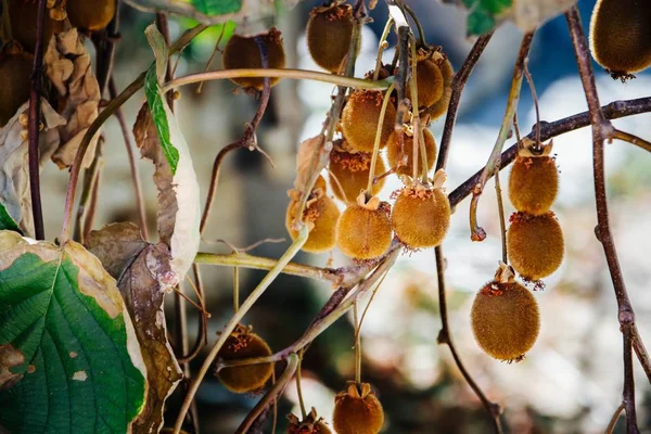 Kiwi Érett Gyümölcs Lóg Egy Kiwi Bokor — Stock Fotó