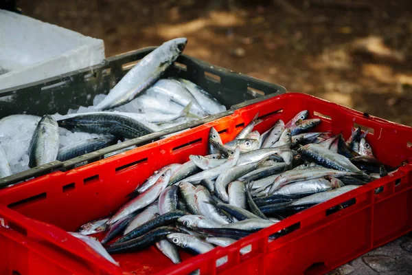 ボックスの魚イワシで獲れた新鮮な — ストック写真