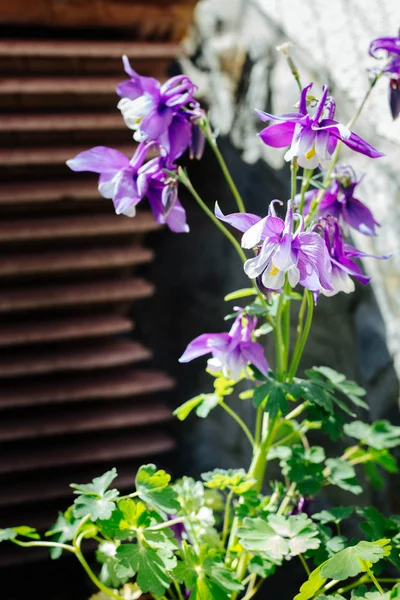 Υδροϊβώδης Υβριδή Όμορφα Λουλούδια Στον Κήπο Βιολετί Κολομπίνα — Φωτογραφία Αρχείου