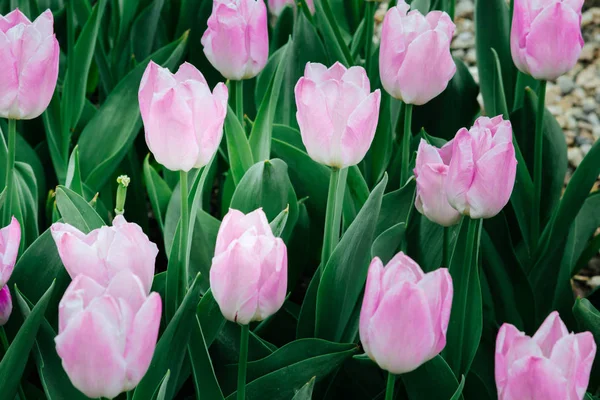 Tulipas Cor Rosa Jardim — Fotografia de Stock