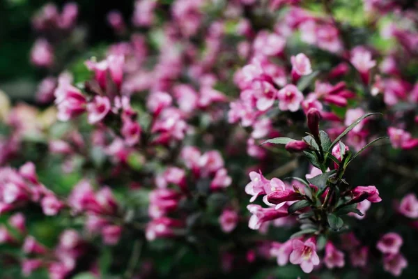 Tmavě Růžová Weigela Nádherná Kvetoucí Rostlina Zahradě — Stock fotografie