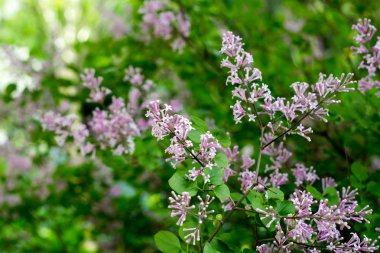 Syringa meyeri Palibin adlı cüce kokulu leylak çeşitli