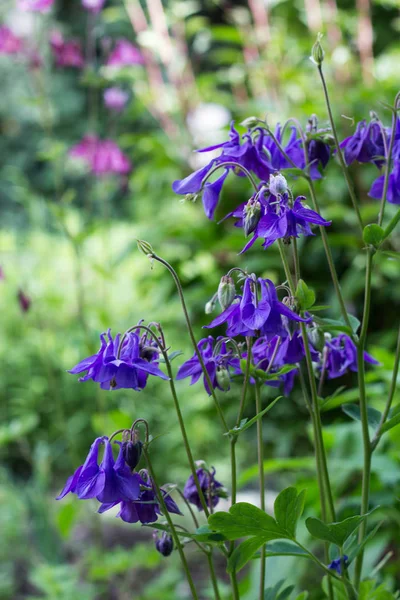 Голубая Aquilegia Vulgaris Цветы Саду Коттеджа — стоковое фото