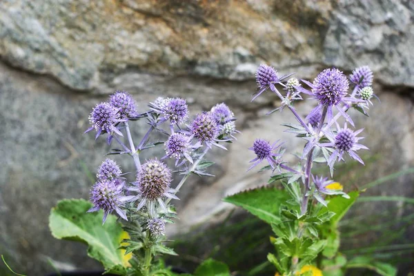 Eryngium Planum Mavi Hobbit yazlık bahçede
