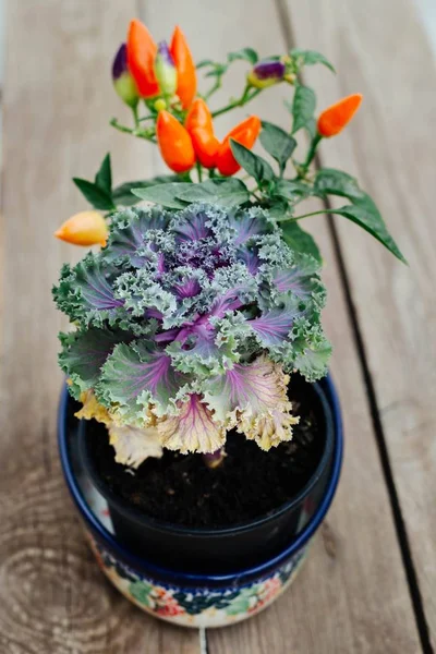 Autumn Decorations Decorative Cabbage Mini Colorful Peppers Bowl Made Ceramics — Stock Photo, Image