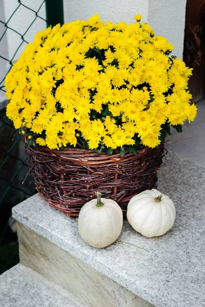 yellow blooming chrysanthemum in a wicker basket and white baby boo pumpkins on the stairs - a decoration of the entrance to the house