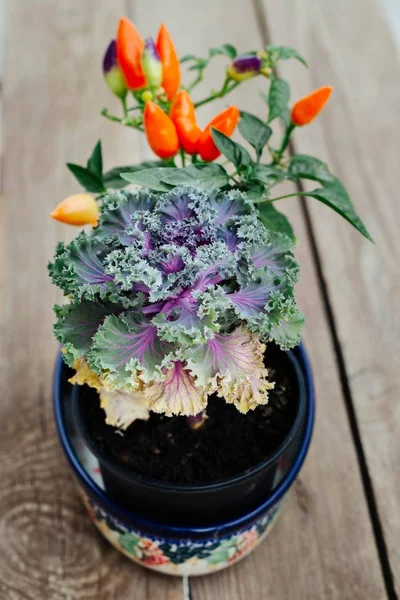 Autumn decorations - decorative cabbage and mini colorful peppers in a bowl made of ceramics (pottery ) from Boleslawiec — Stock Image Autumn Decorations Decorative Cabbage Mini Colorful Peppers Bowl Made Ceramics Royalty Free Stock Images