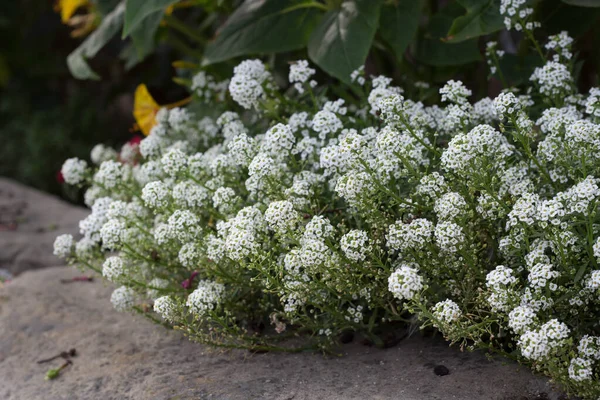 Sweet Alyssum Flowers Honey Plant Bee Friendly Garden — Stock Photo, Image