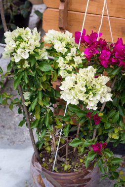beyaz pembe bougainvillea tencerede açan iki tonlu çiçek