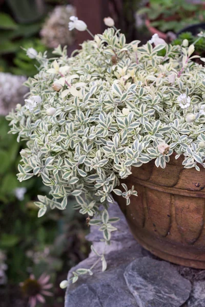 Silene Maritima Flowers Blooming Ceramic Pot Ideal Creeping Rockery Plant — Stock Photo, Image