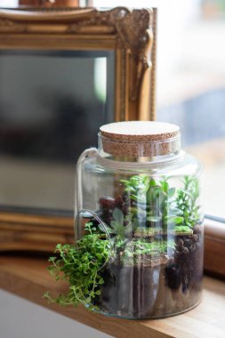 decorative composition of green succulents in glass called forest in a jar on the wooden windowsill  clipart