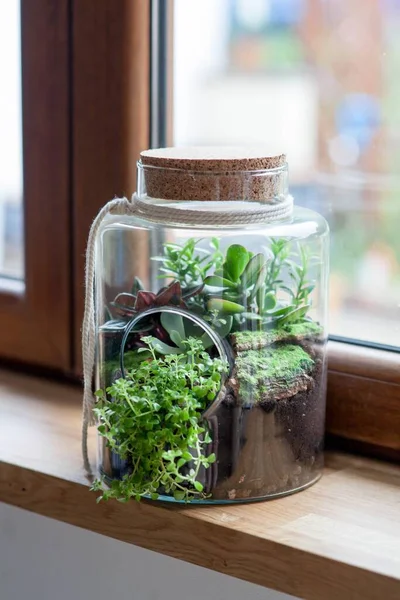 Decorative Composition Green Succulents Glass Called Forest Jar Wooden Windowsill — Stock Photo, Image