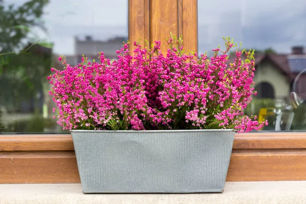 Heather Flowers Zinc Pot Windowsill Summer Window Decoration — Stok Foto