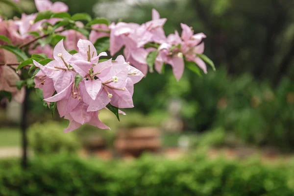 ağaç dalı üzerinde pembe çiçek açan çiçekler