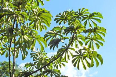 Tropik yapraklar. Güneşli bir günde yeşillik. Yaz, orman, yağmur ormanı kavramı. Geçmiş, kart ya da afiş için uygun. Yağmur ormanları yaprakları. Fotoğraf: Iguazu Şelaleleri Ulusal Parkı.