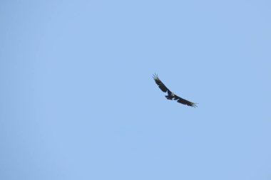 Iguazu Ulusal Parkı Misiones Güney Amerika 'da güneşli, açık mavi gökyüzünde uçan endemik dev bir kuş. Özgürlük kavramı. Hayvanat bahçesi mi, vahşi yaşam mı? Özgeçmiş için uygun. Arjantin Parkı 'ndaki kuşlar. Şahin..