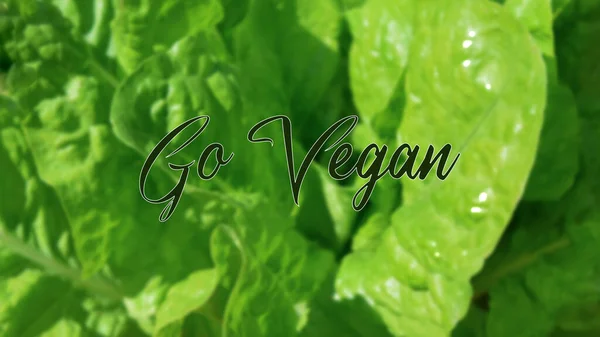 Banner Sfondo Design Con Testo Vegan Concetto Vegano Vegetariano Adatto — Foto Stock