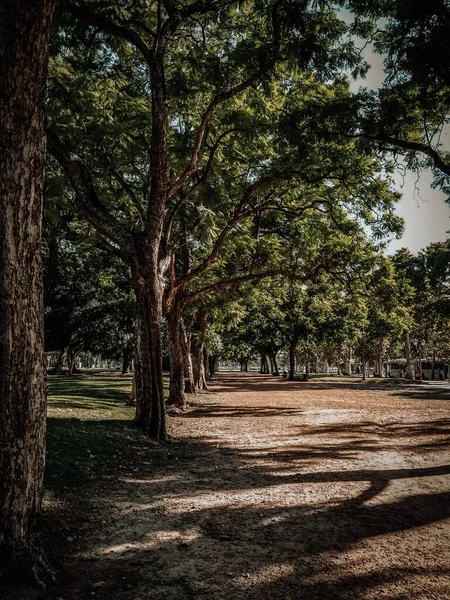 Buenos Aires Argentina January 2019 Trees Summer Day United States — Stock Photo, Image