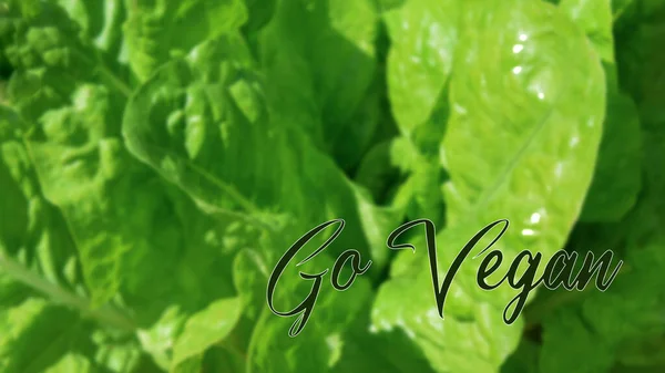 Баннер Фон Дизайн Текстом Vegan Концепция Веганской Вегетарианской Подходит Магазинов — стоковое фото