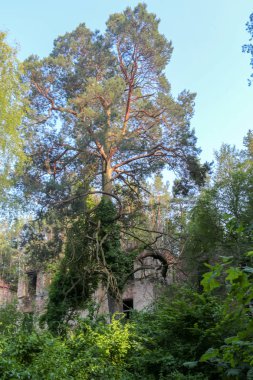 Beelitz Heilsttten kayıp kalıntıları Berlin Brandenburg yerleştirin;