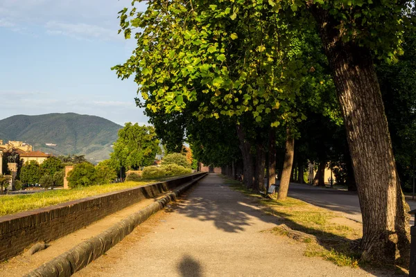 イタリア ルッカの城壁の上のプロムナードの眺め — ストック写真