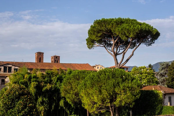 Zicht Een Boom Daken Vanaf Stadsmuren Lucca Italië — Stockfoto