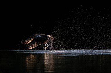 Osprey in Flight Taking Off From Water After Catching a Menhaden Fish clipart