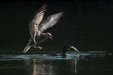 Yakalanan Menhaden balık peşinde kayan karabatak martı