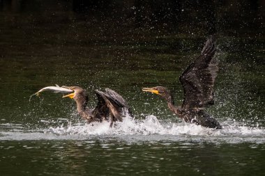 Bir Menhaden balık mücadele iki karabatak
