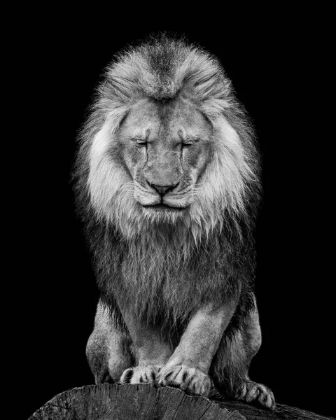 Schwarz Weißes Frontalporträt Eines Afrikanischen Löwen Mit Geschlossenen Augen — Stockfoto
