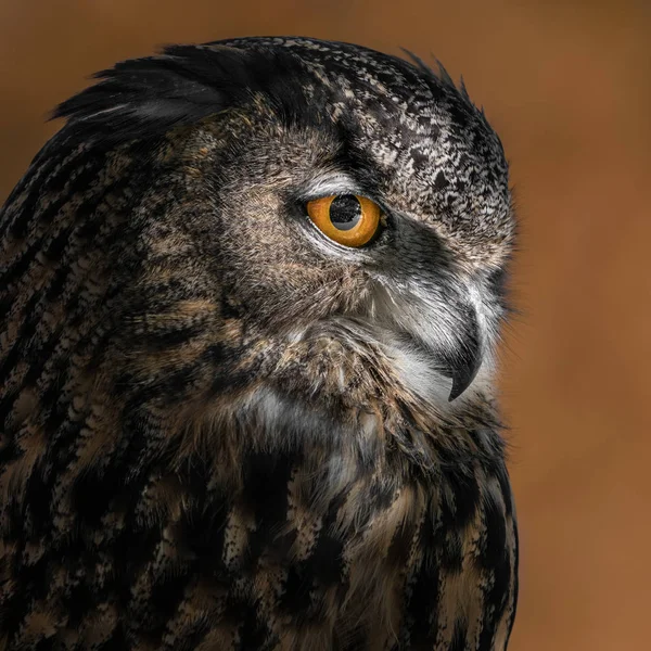 Profil Porträtt Berguv Mot Orange Bakgrund — Stockfoto