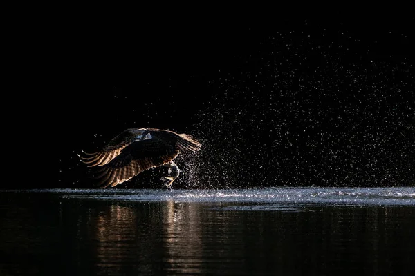 Osprey Locie Rozdziewając Wody Łowienie Ryb Występującej Jeziorze Tahoe — Zdjęcie stockowe