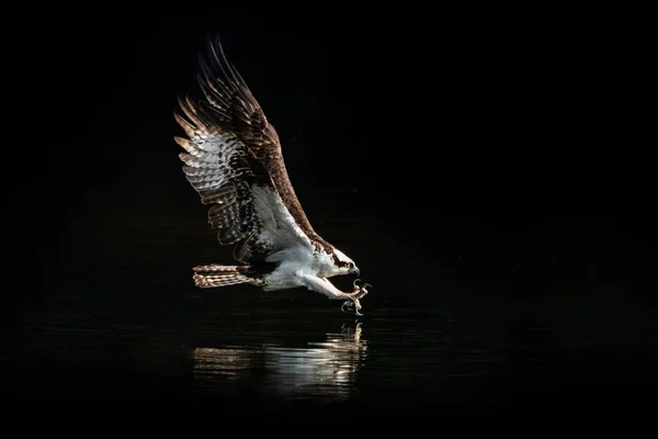Osprey Diving Water Catch Fish Royalty Free Stock Images