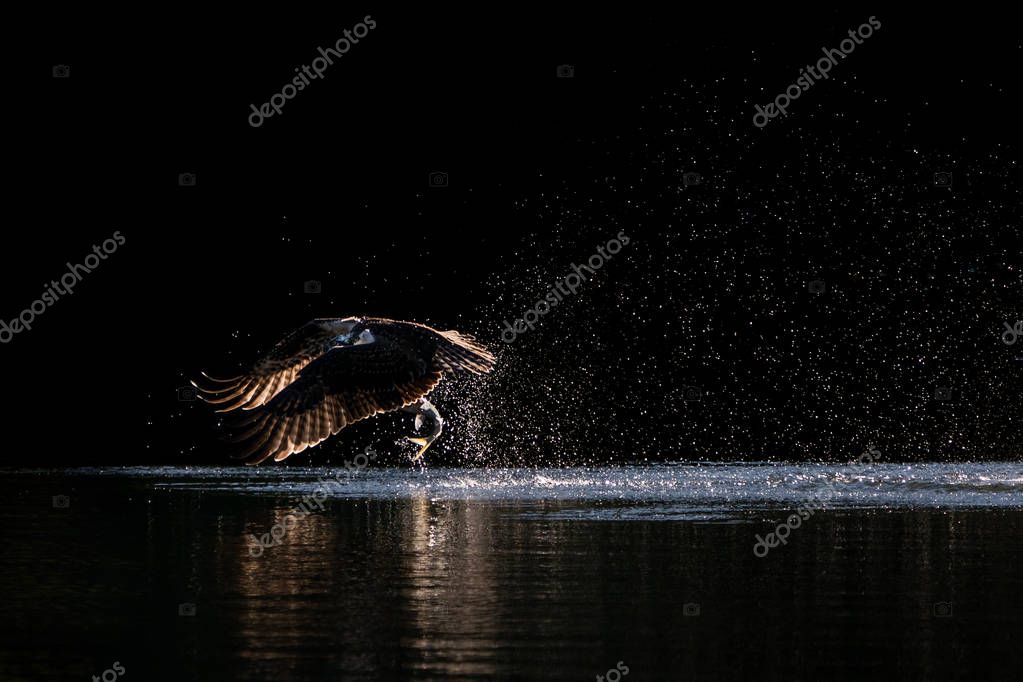 Osprey