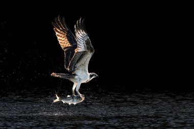 Osprey su üzerinde uçuş Menhaden balık yakalamak sonra