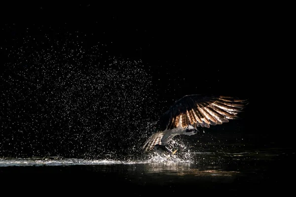 Ψαραετός Στο Αεροπλάνο Που Απογειώνεται Από Νερό Μετά Την Αλίευση — Φωτογραφία Αρχείου
