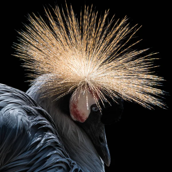 Perfil Retrato Grúa Coronada África Occidental — Foto de Stock