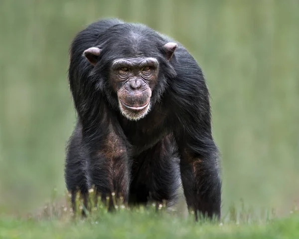 Retrato Frontal Uma Jovem Chimpanzé Feminina Contra Fundo Desfocado — Fotografia de Stock